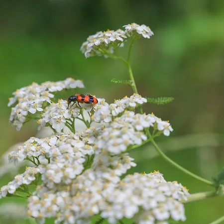 Friends And Familly Guest アパート コルマール
