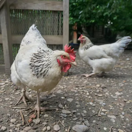 Friends And Familly Guest コルマール