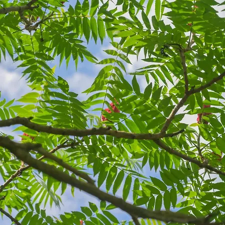 Friends And Familly Guest アパート コルマール