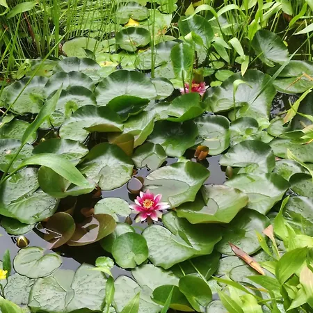 Friends And Familly Guest アパート コルマール